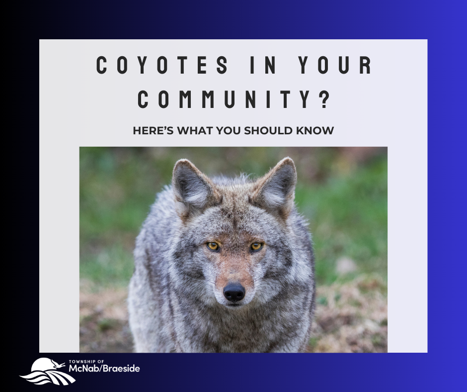 Coyotes in Your Community Township of McNab/Braeside