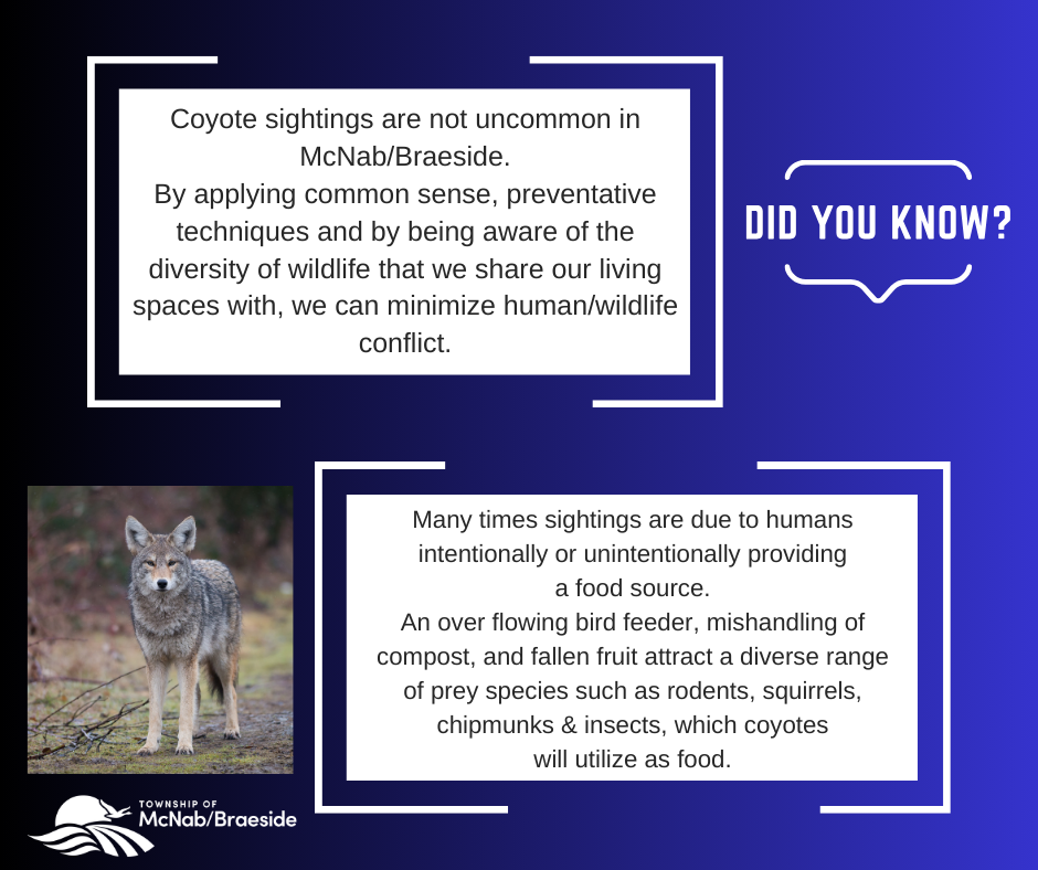 Coyotes in Your Community Township of McNab/Braeside
